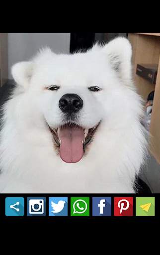 Gifs & Videos For WhatsApp screenshot 4