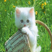 Cat Sound Games icon