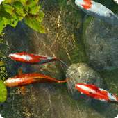 Koi Fish 1 live wallpaper 1.8