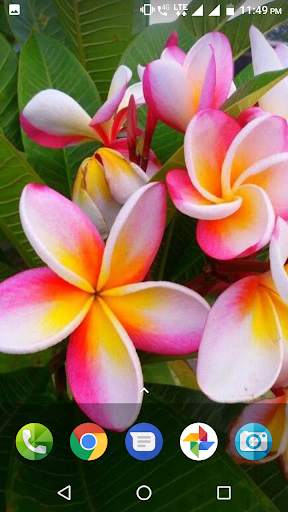 Plumeria Wallpaper screenshot 4
