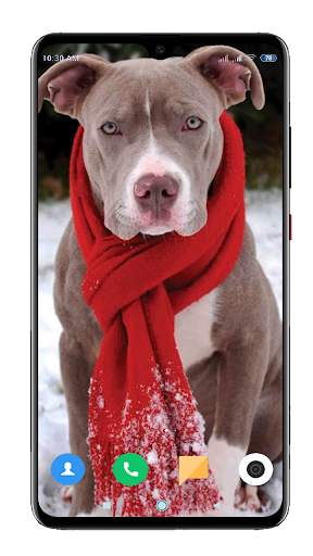 Pitbull Dog Wallpaper HD screenshot 3