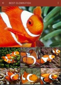 Clown Fish Wallpaper screenshot 3