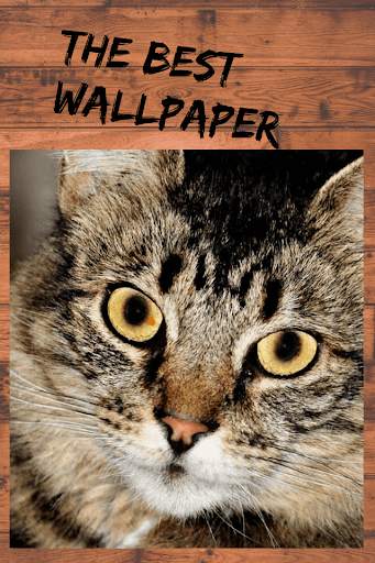 Pictures of Funny Cats, Wallpaper screenshot 4