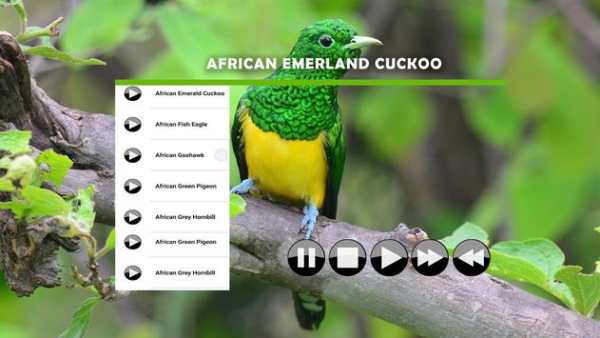 Bird Sound : African screenshot 1