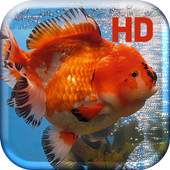 Gold Fish Aquarium 3.0