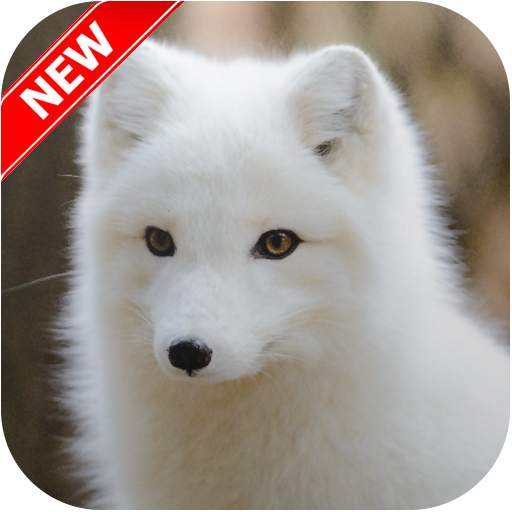 Fox Wallpaper HD 2.1
