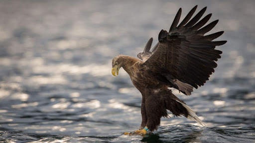 🦅 Eagle Wallpapers – Bird Wallpaper screenshot 10