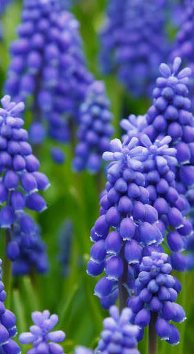 Hyacinth Wallpaper HD screenshot 8