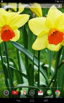 Daffodils Live Wallpaper screenshot 6