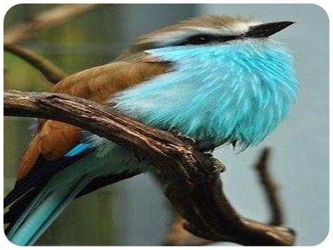 The most beautiful birds in the world screenshot 1