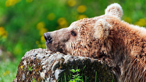 Bear Wallpapers HD & 4k Backgrounds screenshot 19