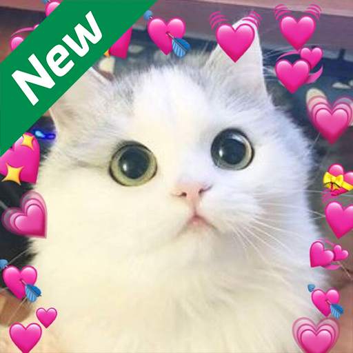 Cute cats beautiful Wallpaper 1.0.0