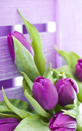 Tulips Live Wallpaper screenshot 3