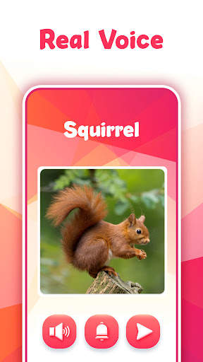 Animal Bird Sounds screenshot 4