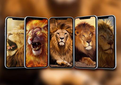 Lion Wallpaper screenshot 1