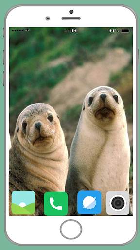 Harb Seal Full HD Wallpaper screenshot 4