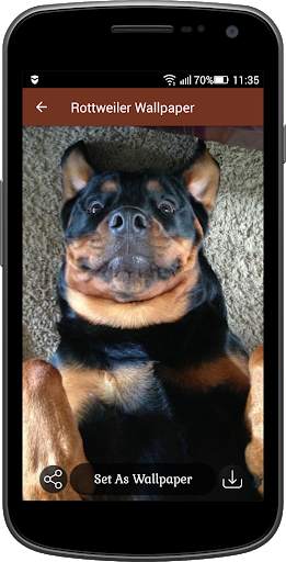Rottweiler Wallpaper screenshot 5