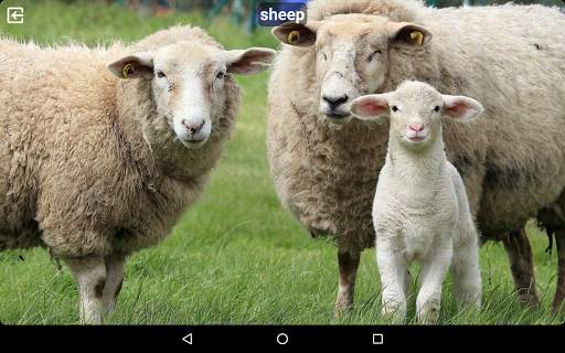 Animal Sounds Free screenshot 8