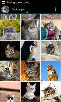 CatBG: Cat Wallpapers screenshot 4