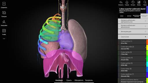 Anatomyka - 3D анатомия скриншот 15