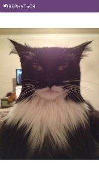 Funny Cats screenshot 5