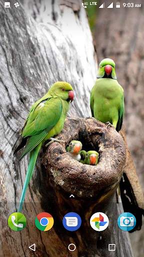Parrot Wallpaper Hd screenshot 4