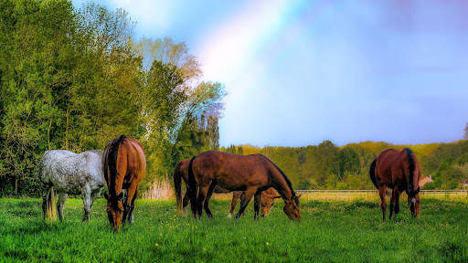 Horses Live Wallpaper : 7fon & LWP screenshot 4