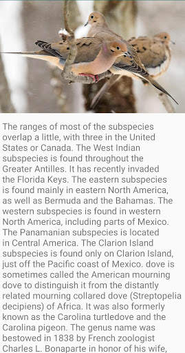 Dove Bird Fact screenshot 3