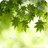 green leaf live wallpaper 1.6