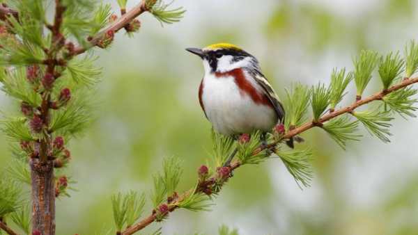 Birds. Live wallpaper स्क्रीनशॉट 6