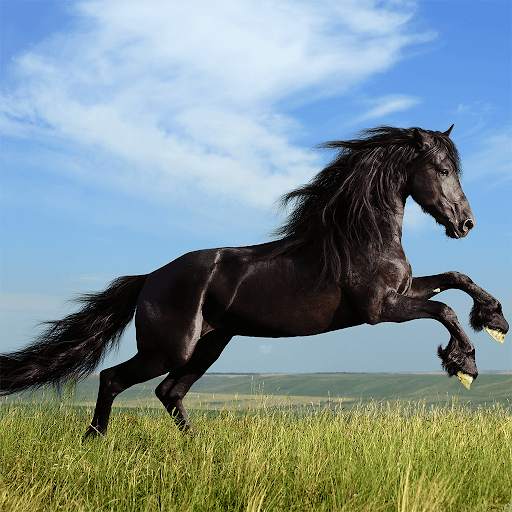 Horses Jigsaw Puzzle Games screenshot 2