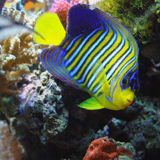 Fish Jigsaw Puzzles screenshot 2