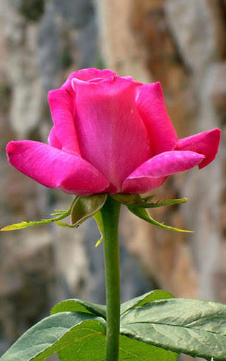 HD Rose Flowers Live Wallpaper screenshot 7