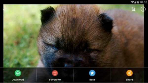 Wallpaper Chow Chow Puppies screenshot 10