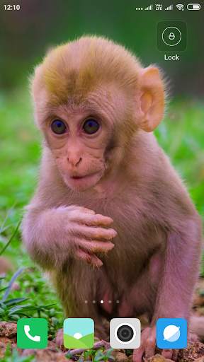 Monkey Wallpaper screenshot 9