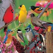 Bird Sounds icon