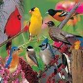 Bird Sounds 1.0
