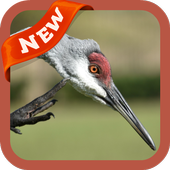 ikon Sandhill Crane Wallpaper