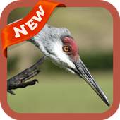 Sandhill Crane Wallpaper 3.0