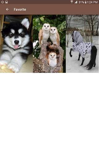 Animal and Birds Wallpapers स्क्रीनशॉट 15