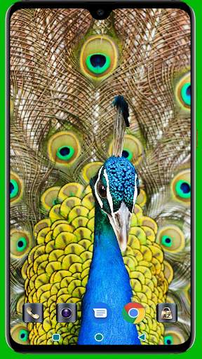 Peacock HD Wallpaper screenshot 8