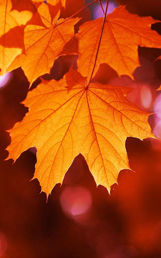 Autumn Wallpapers | hd backgrounds screenshot 2
