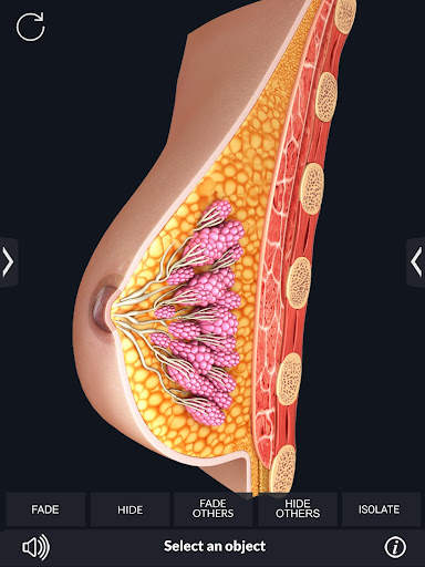 My Organs Anatomy screenshot 15