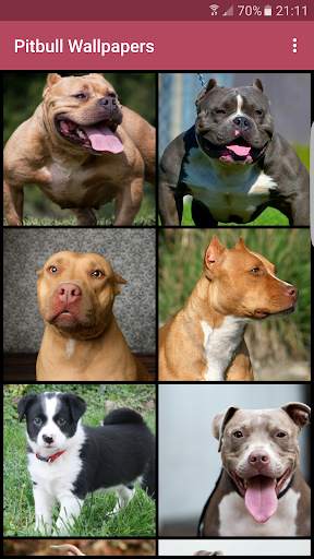 Pitbull Wallpapers 1 تصوير الشاشة
