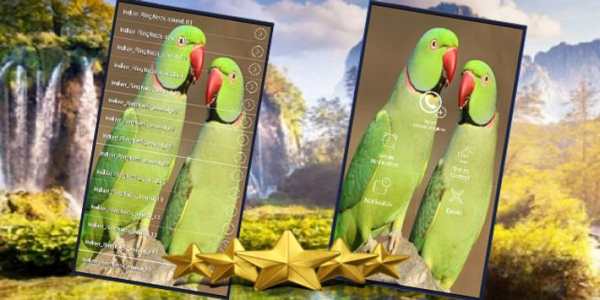 Parrot Sounds : Indian Ringneck Parakeet Sound screenshot 1