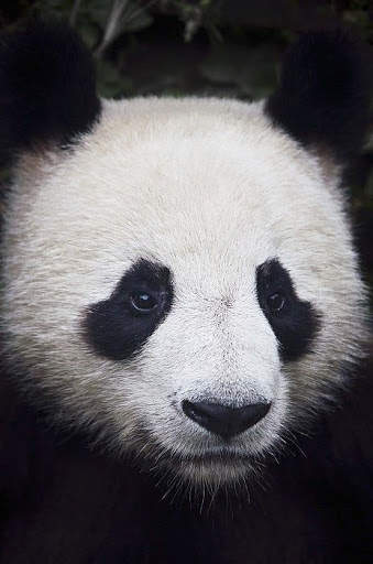 Panda Wallpaper - Cute Panda Wallpapers 🐼 screenshot 19
