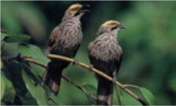 Bulbul Wallpapers screenshot 11