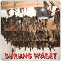 Pemanggil Walet Mp3 on 9Apps