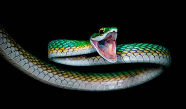 Snake Wallpapers screenshot 18