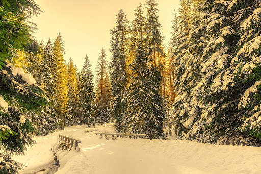 Snow Wallpaper HD : backgrounds & themes screenshot 15